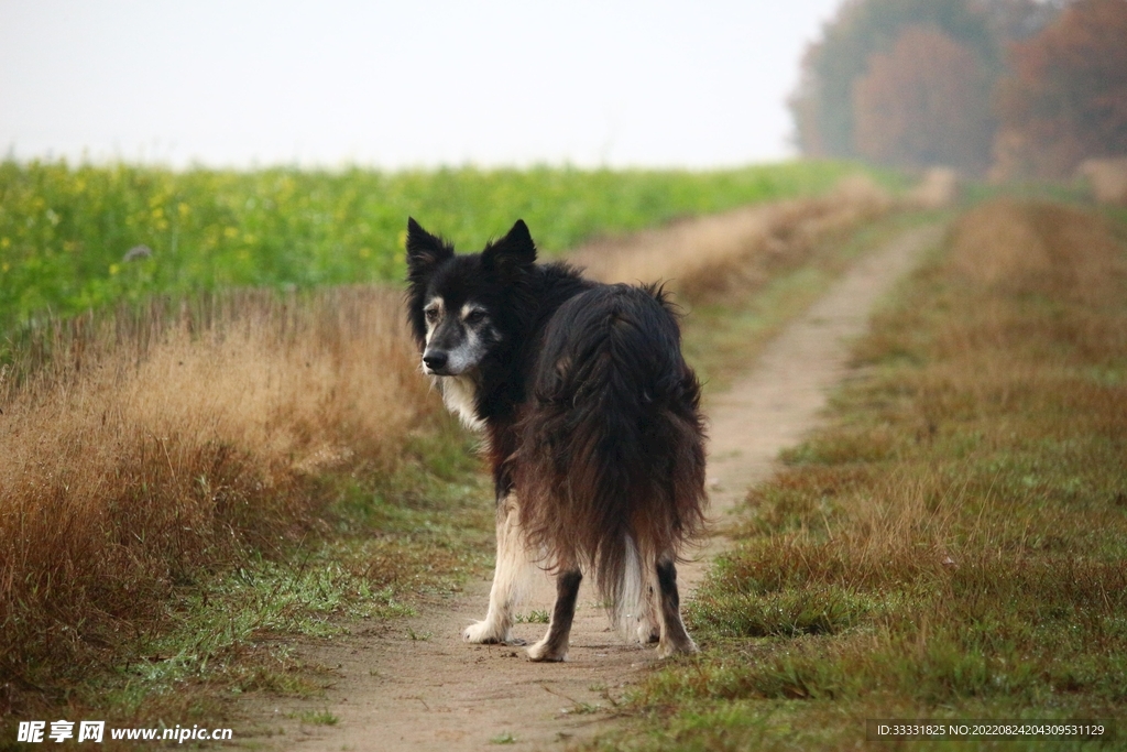 边境牧羊犬
