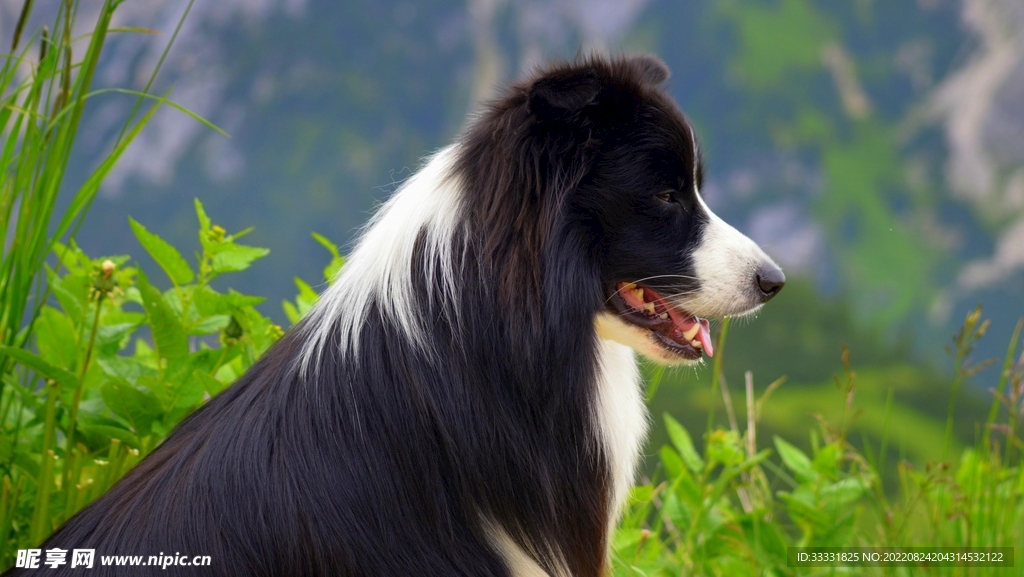 边境牧羊犬