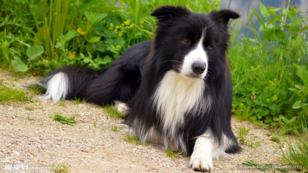 边境牧羊犬