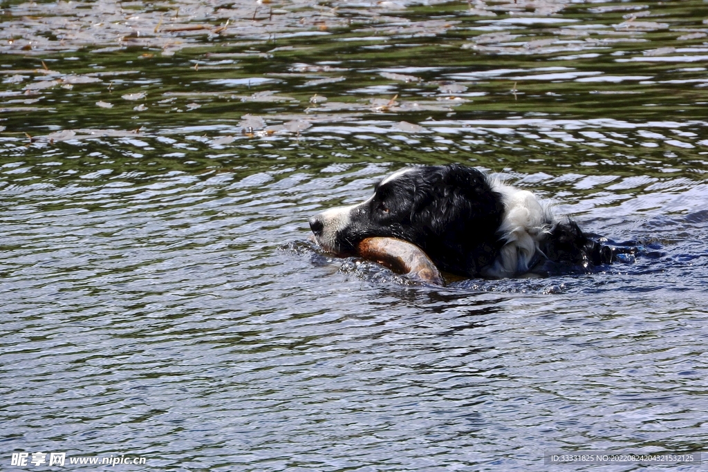 边境牧羊犬