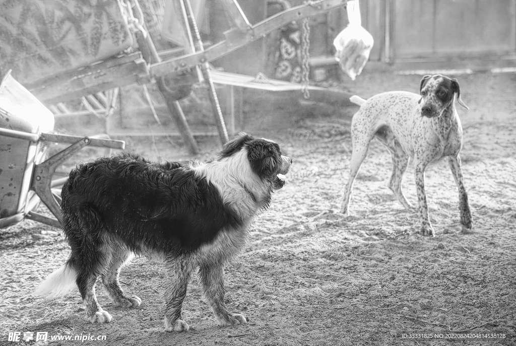 边境牧羊犬
