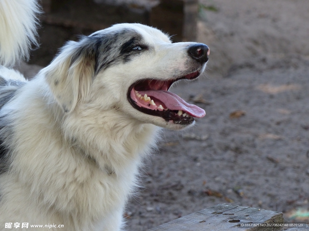 边境牧羊犬