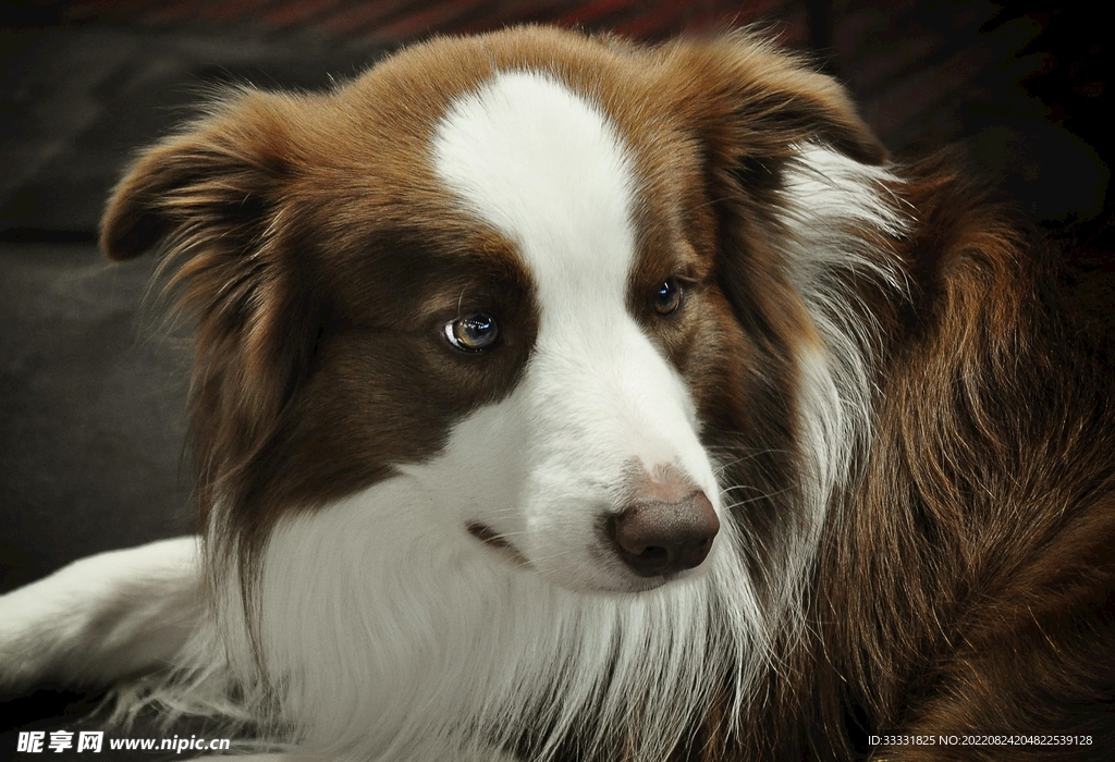 边境牧羊犬