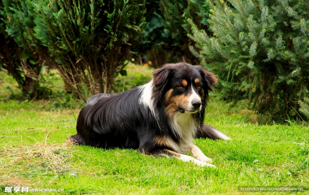 边境牧羊犬