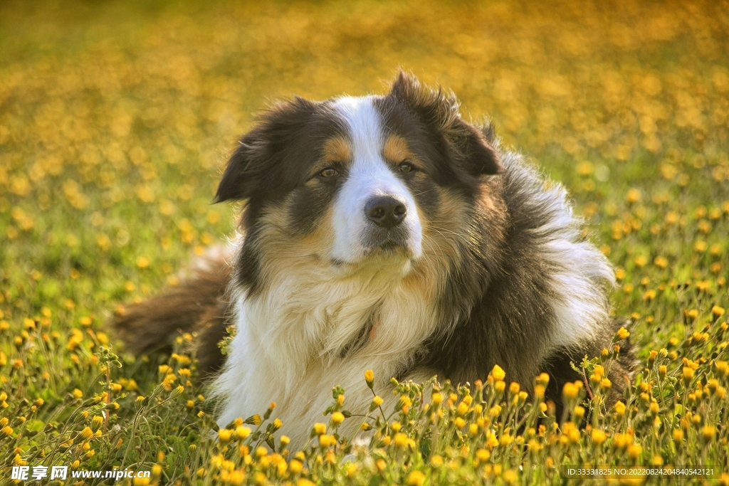 边境牧羊犬
