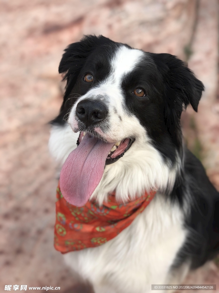 边境牧羊犬