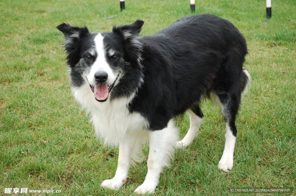 边境牧羊犬
