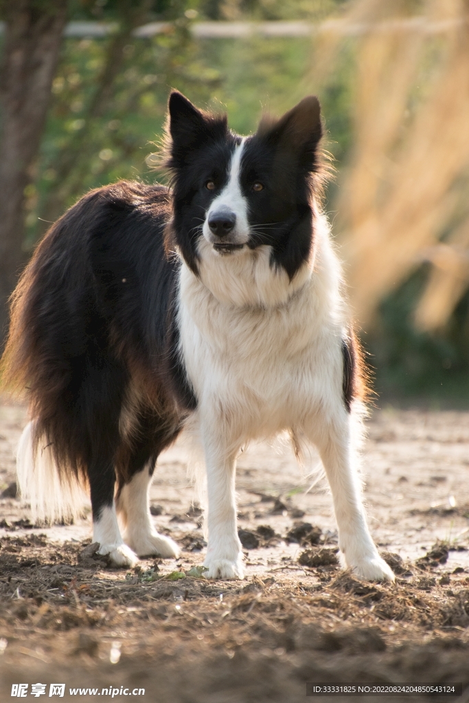 边境牧羊犬