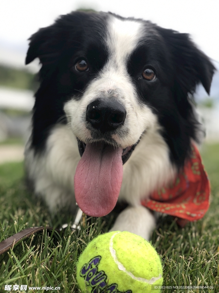 边境牧羊犬