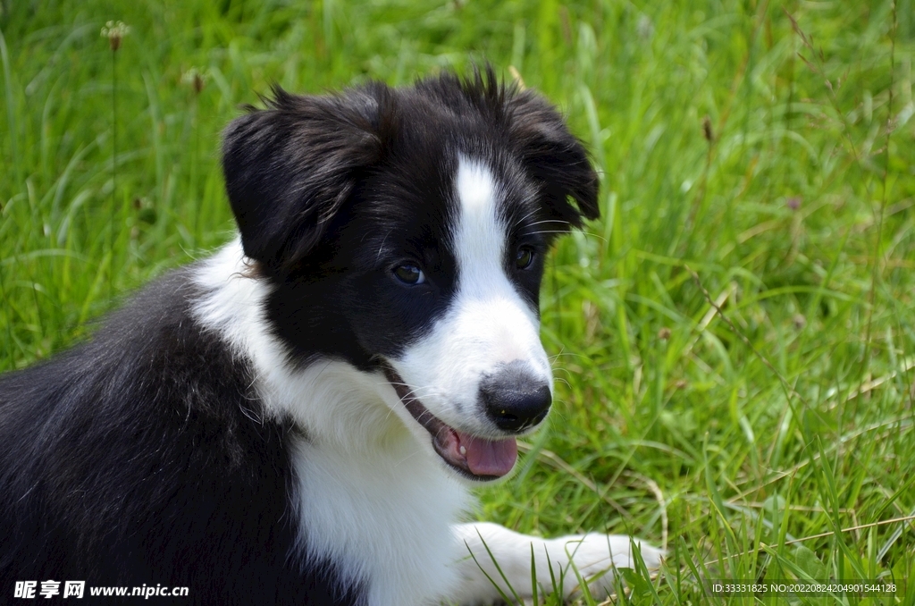 边境牧羊犬