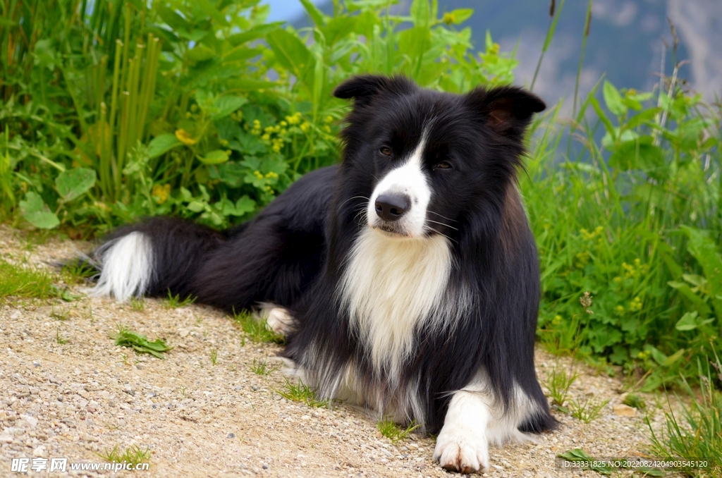 边境牧羊犬