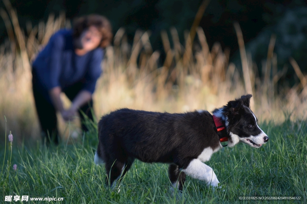 边境牧羊犬