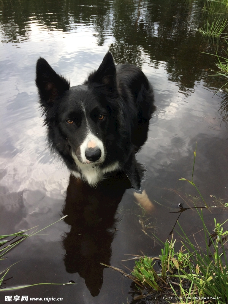 边境牧羊犬