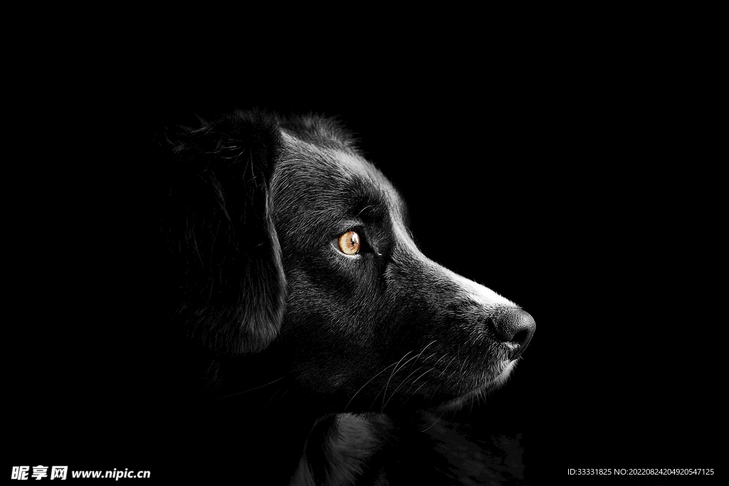 边境牧羊犬