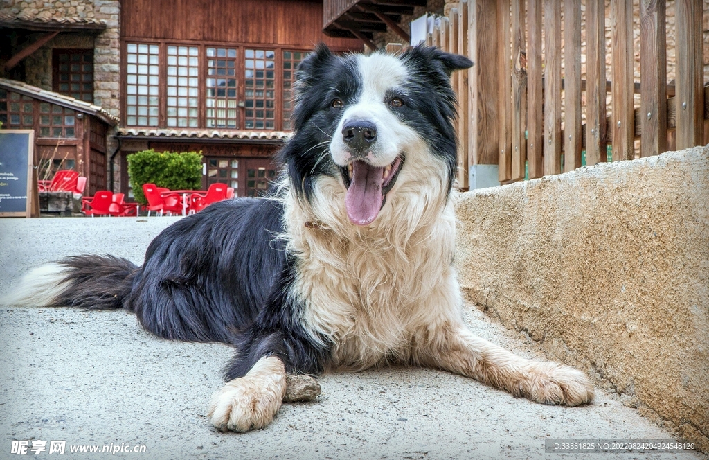 边境牧羊犬