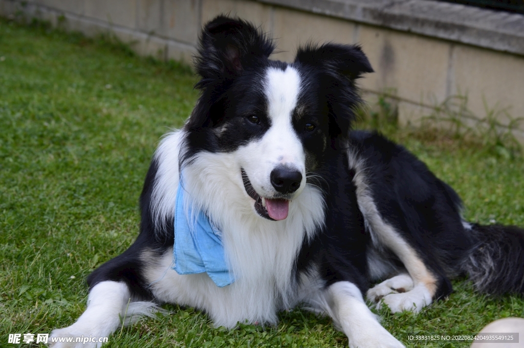 边境牧羊犬