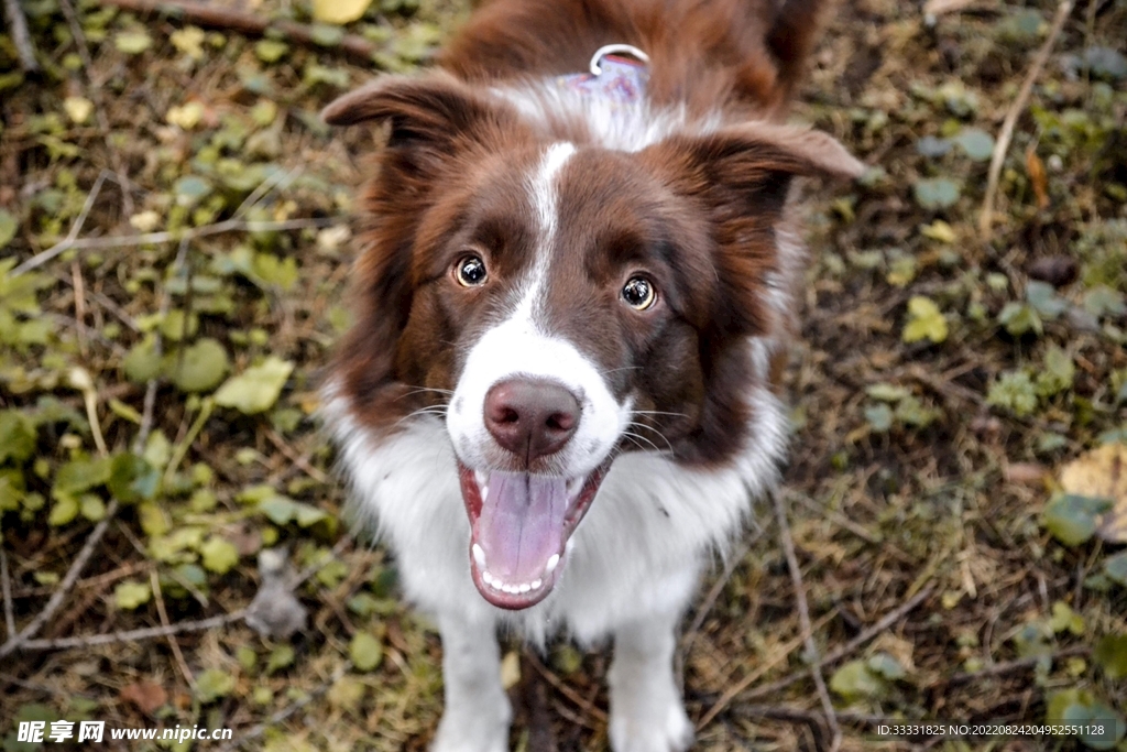 边境牧羊犬