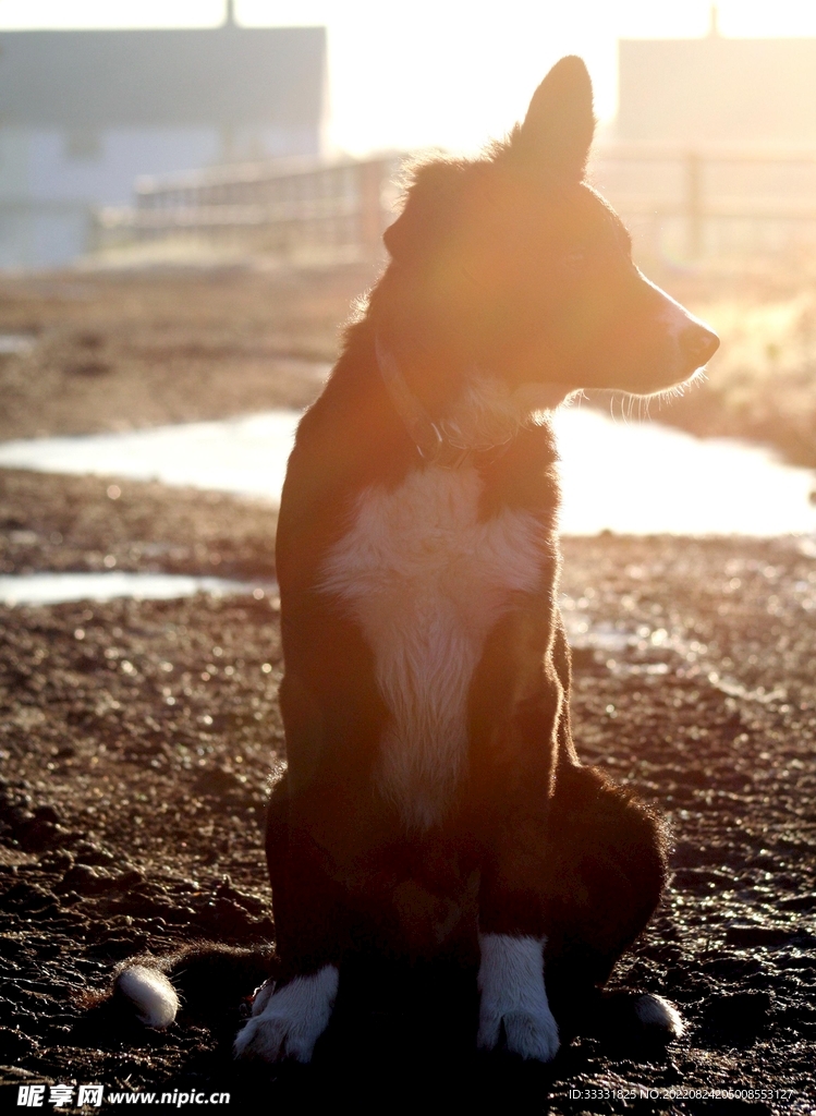 边境牧羊犬