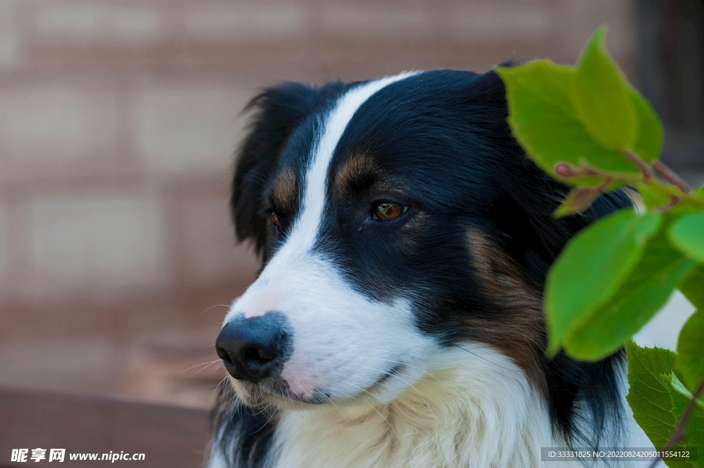 边境牧羊犬