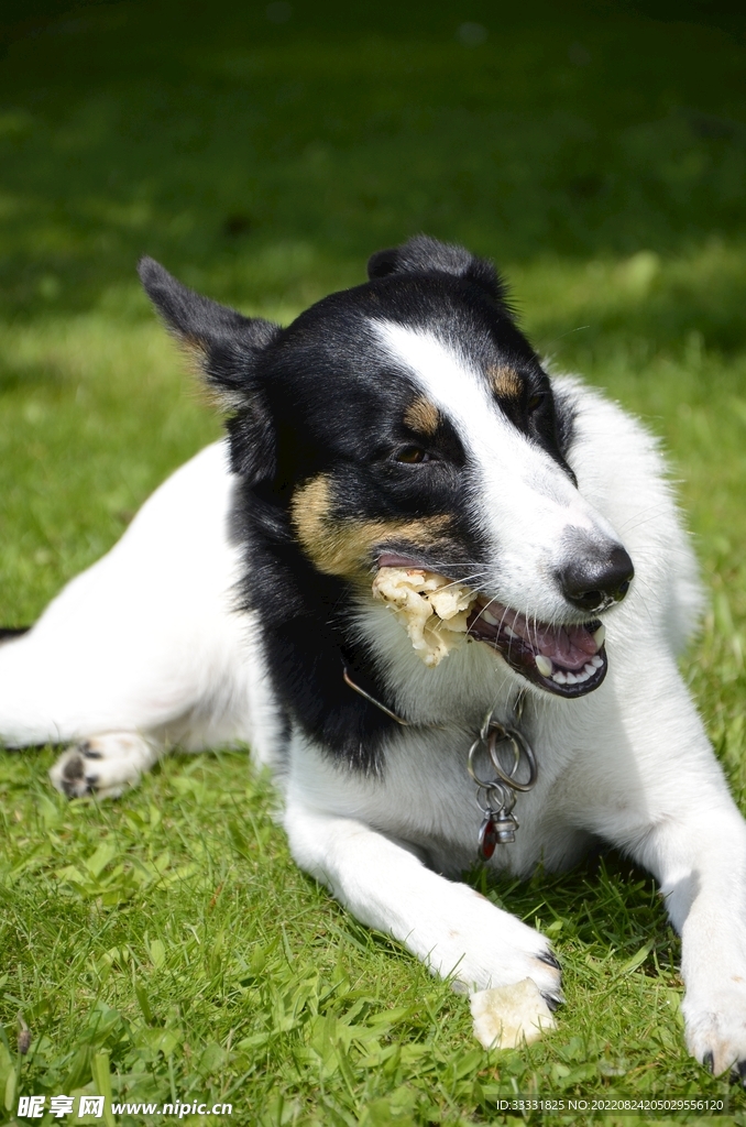 边境牧羊犬