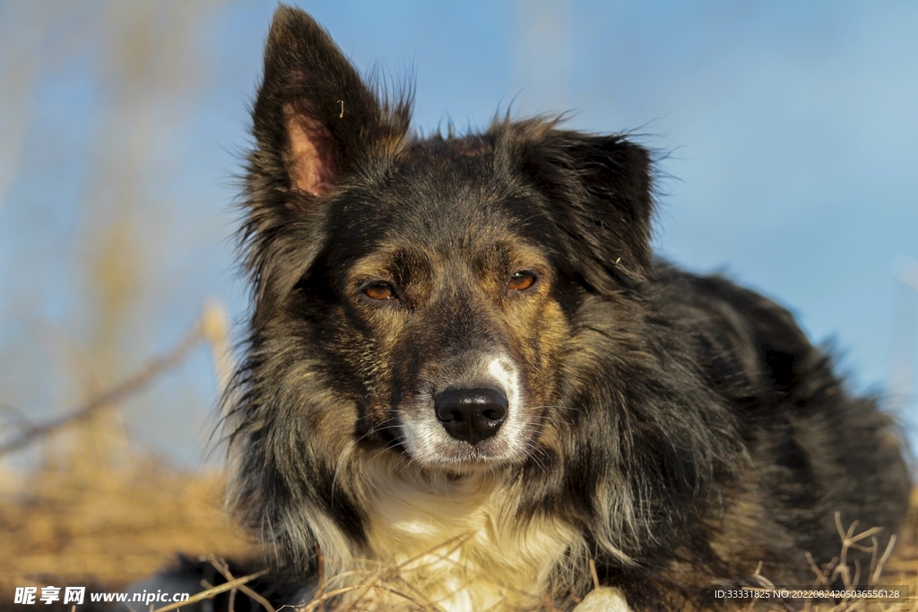 边境牧羊犬