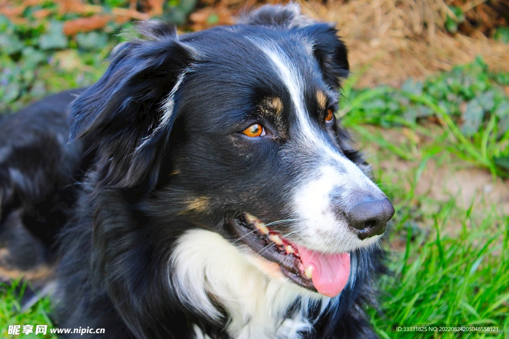 边境牧羊犬