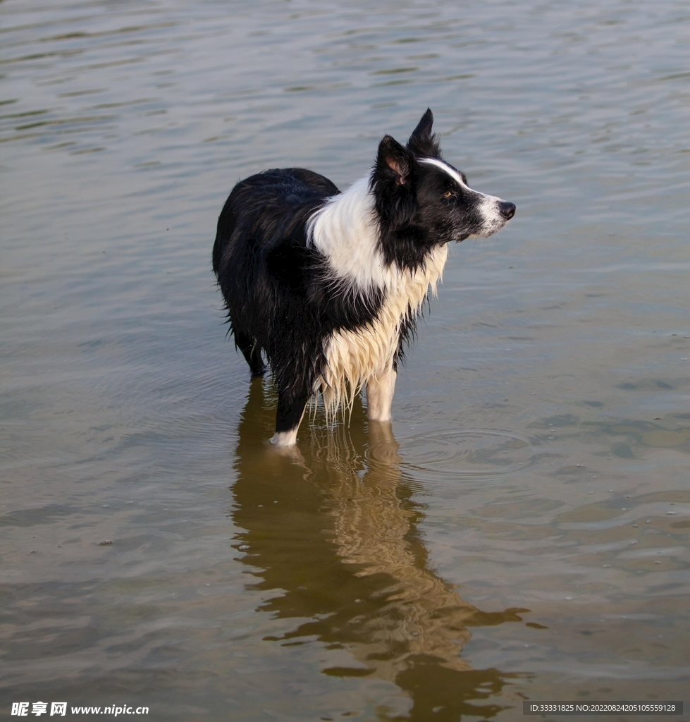 边境牧羊犬