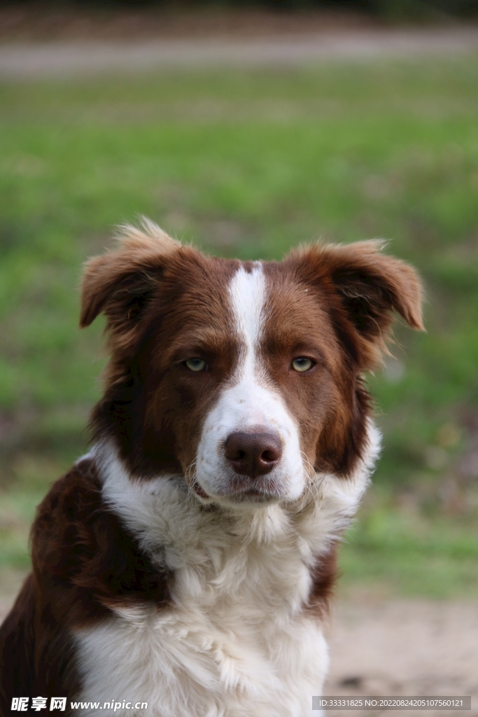 边境牧羊犬