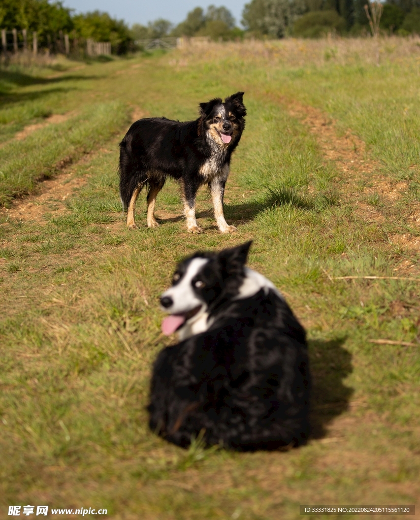 边境牧羊犬