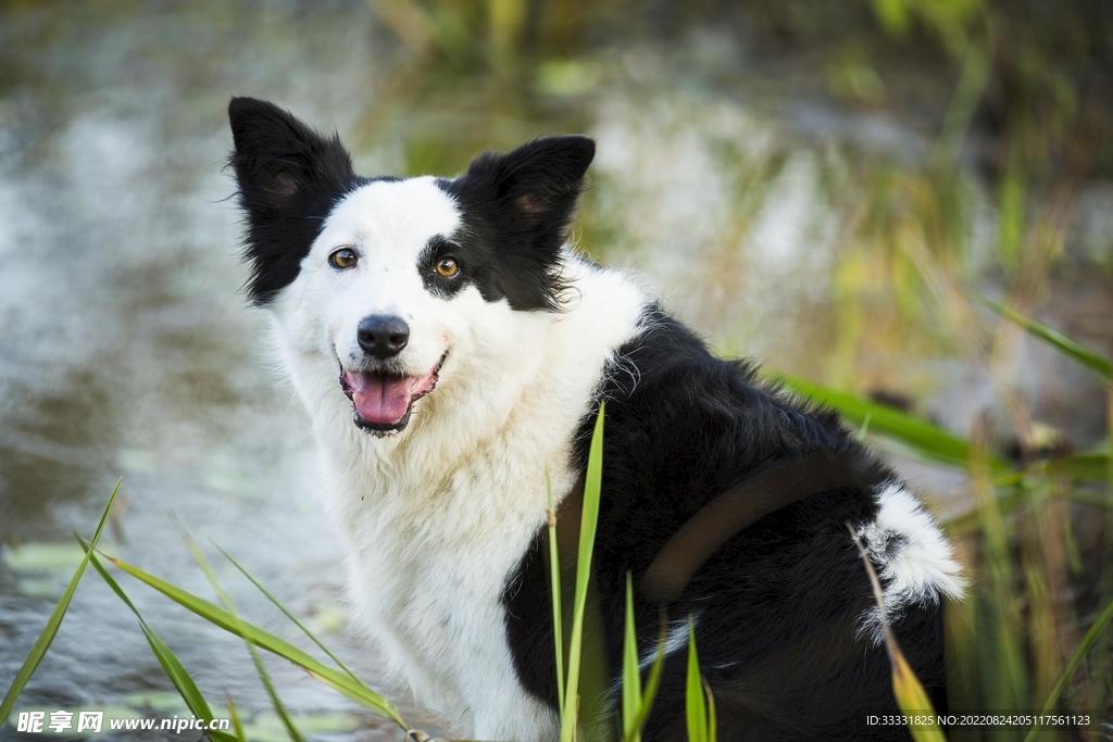 边境牧羊犬