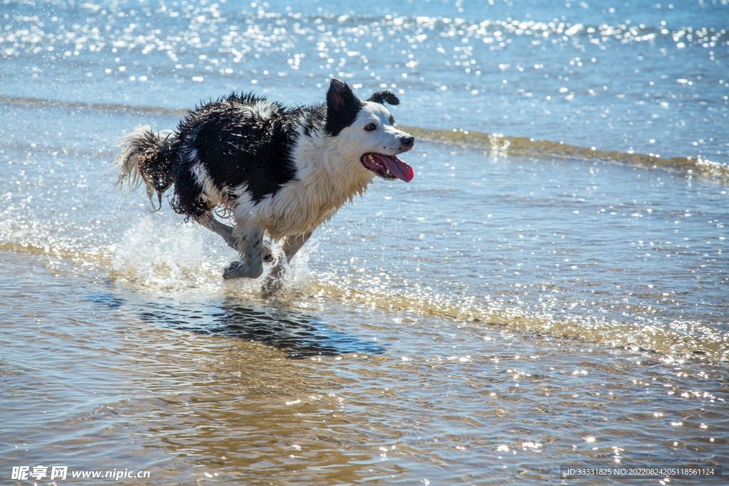 边境牧羊犬