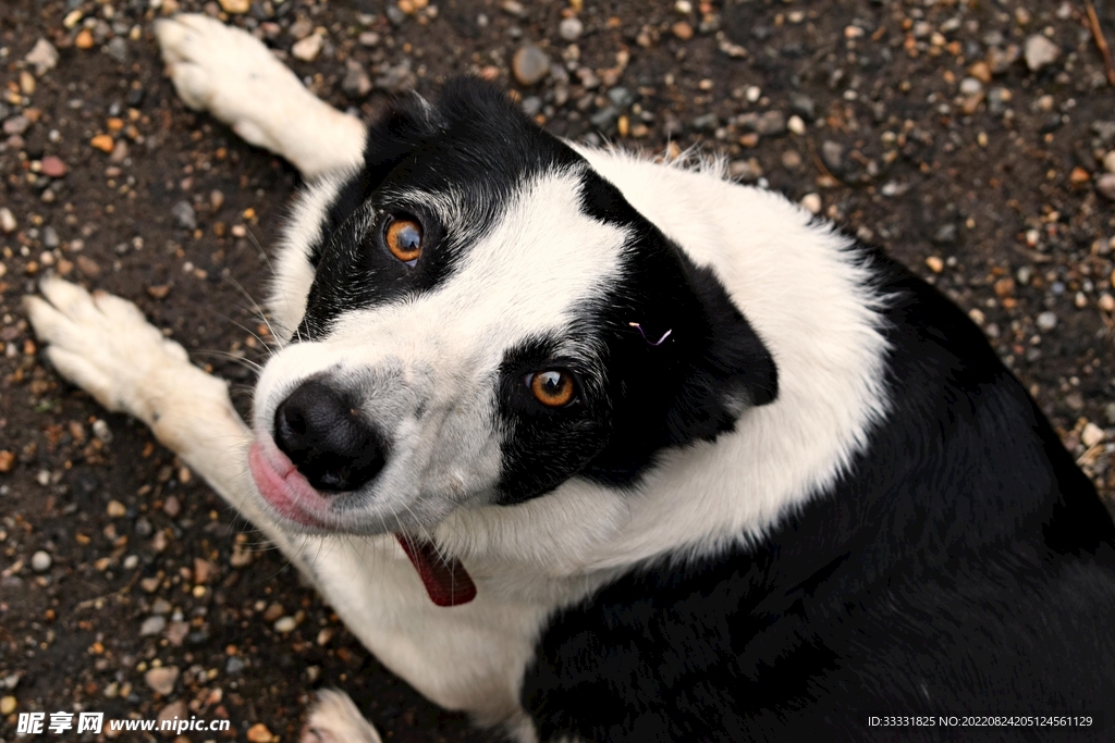 边境牧羊犬