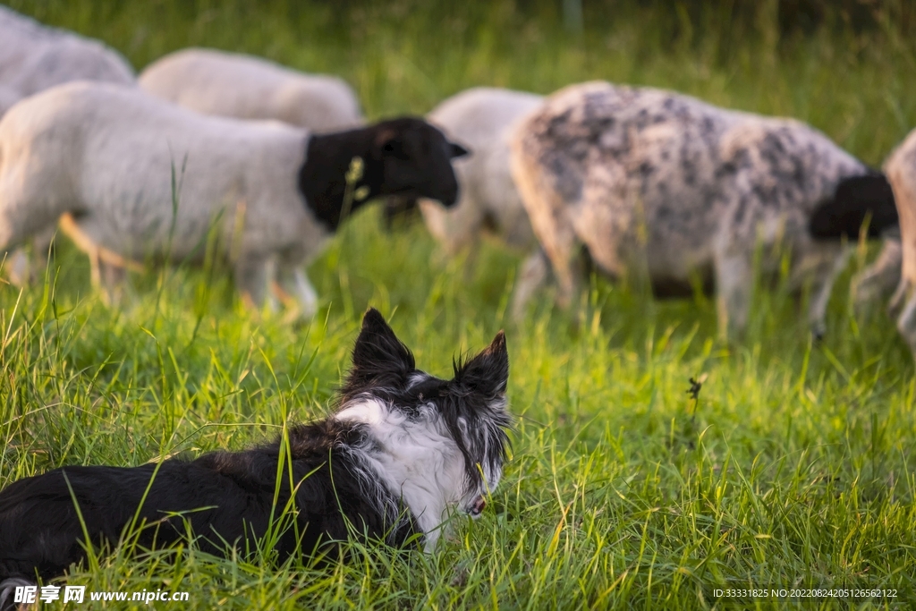边境牧羊犬