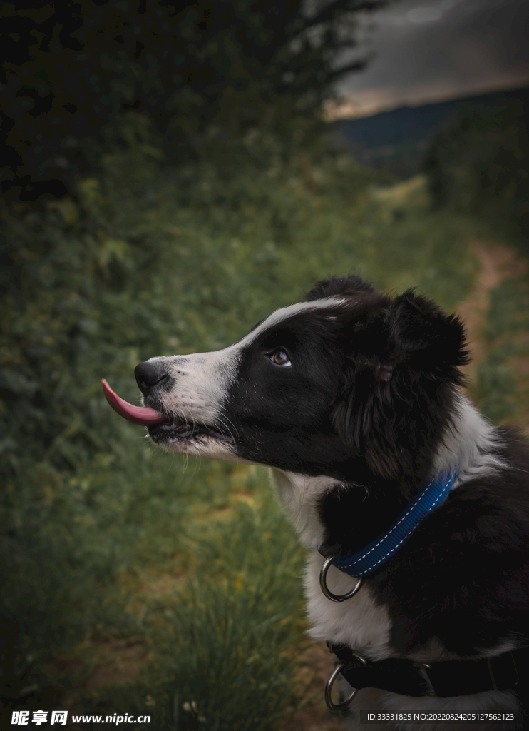 边境牧羊犬