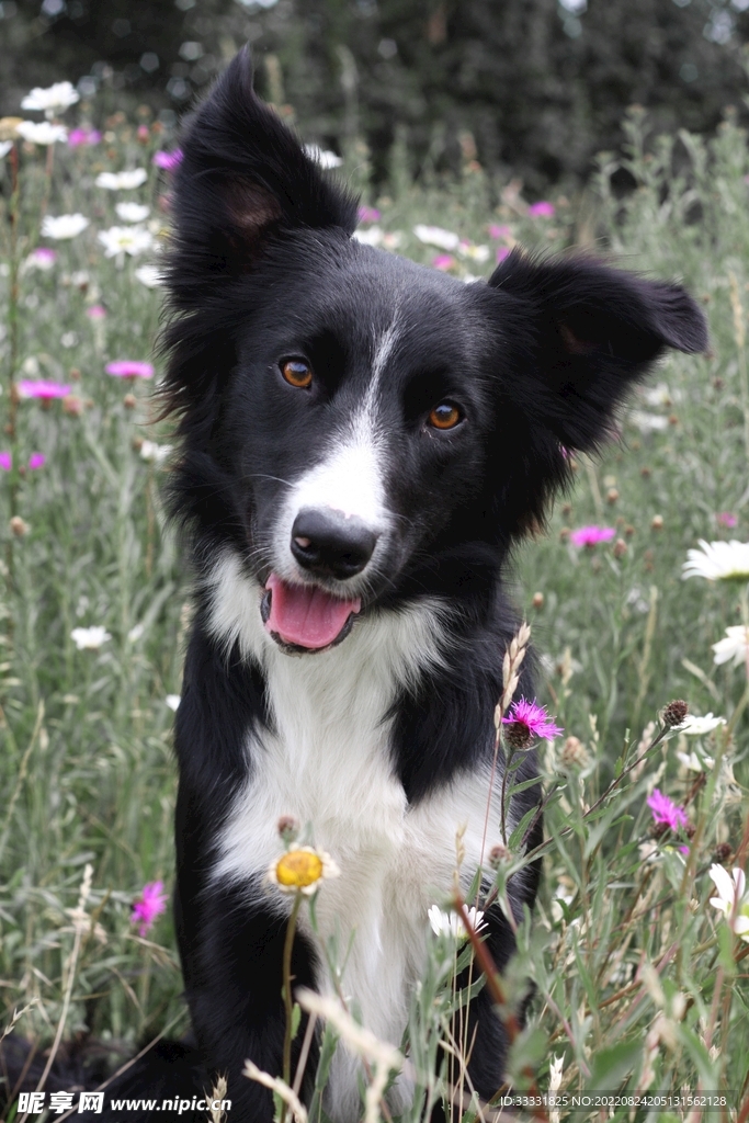 边境牧羊犬