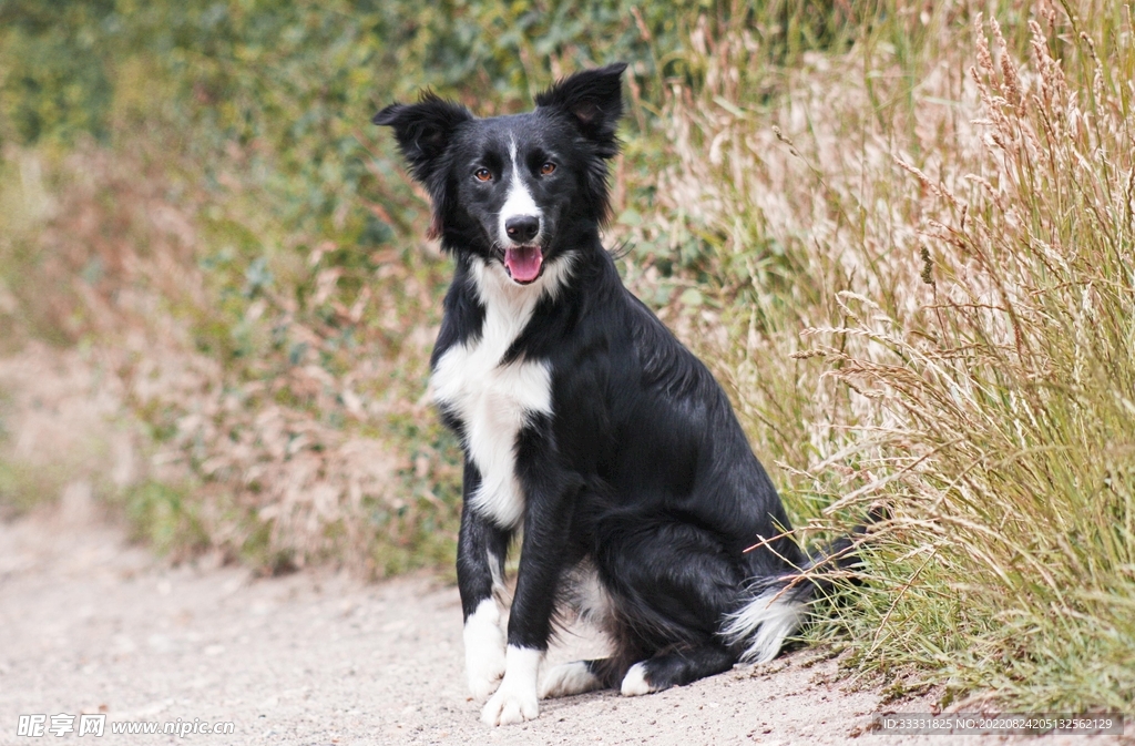 边境牧羊犬