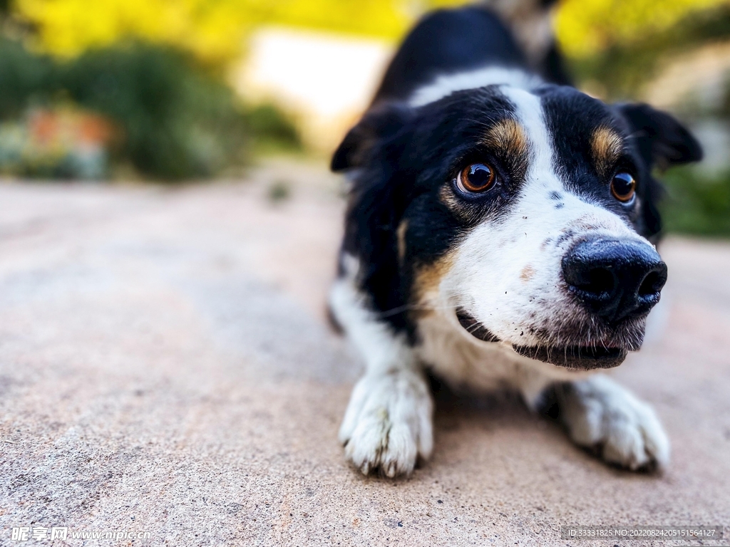 边境牧羊犬