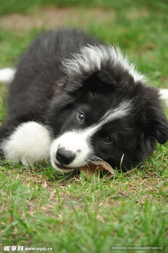 边境牧羊犬