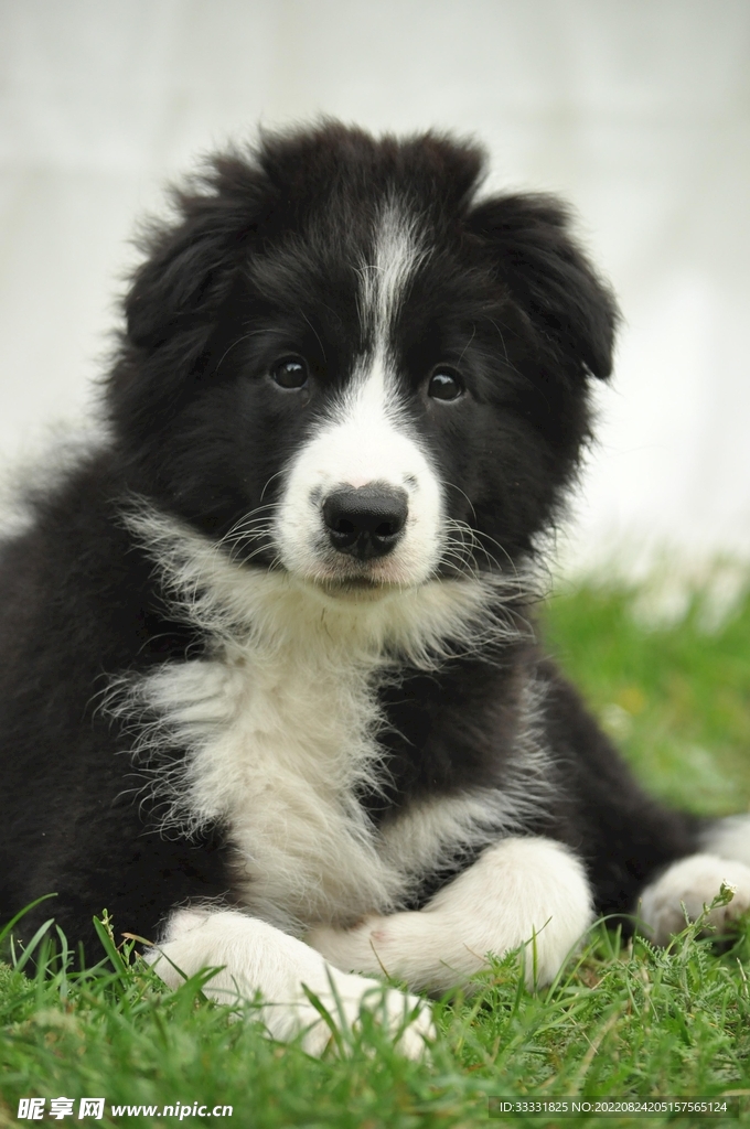 边境牧羊犬