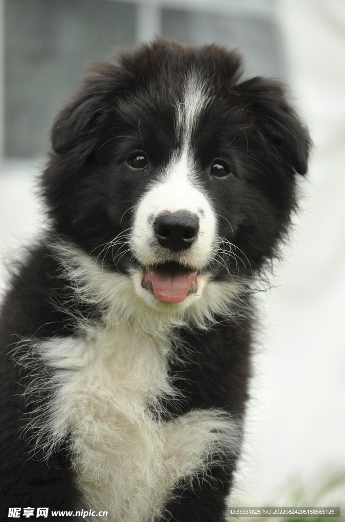 边境牧羊犬
