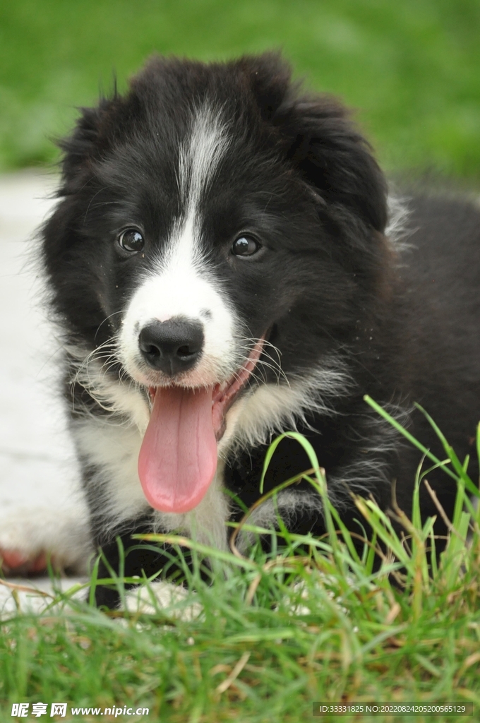 边境牧羊犬