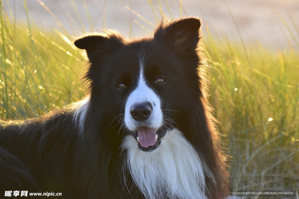 边境牧羊犬