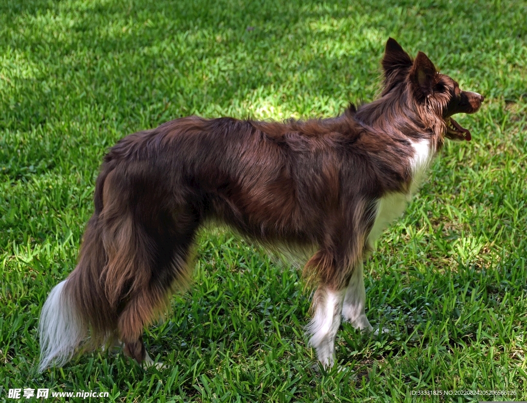 边境牧羊犬