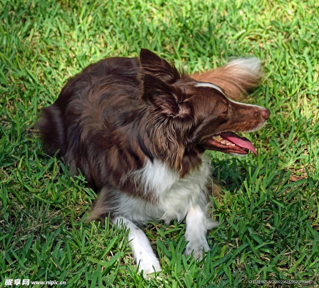 边境牧羊犬