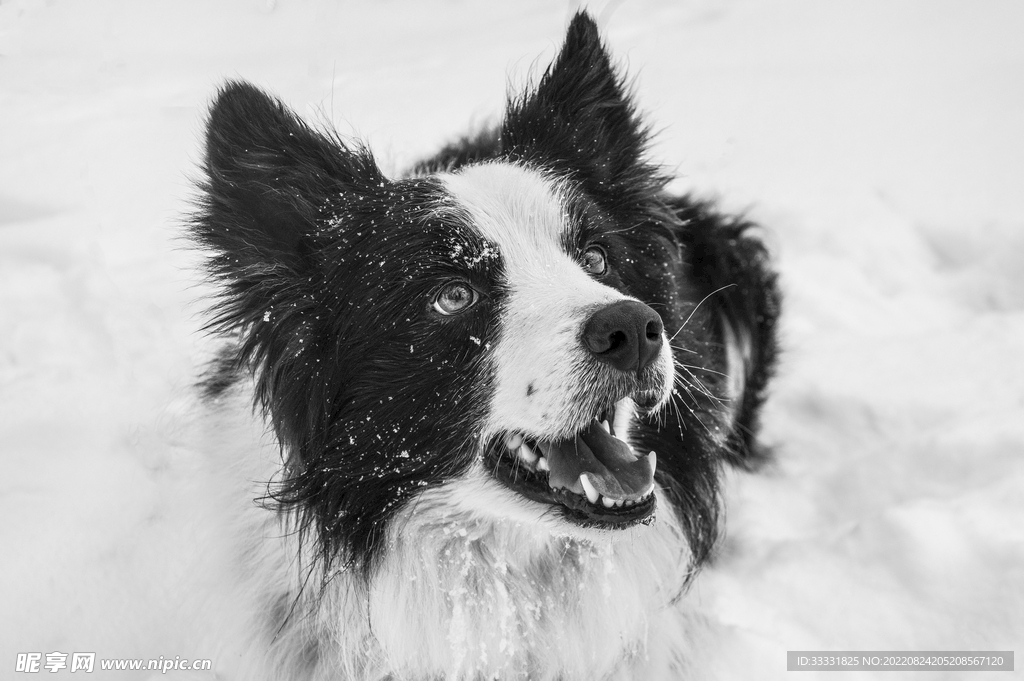 边境牧羊犬