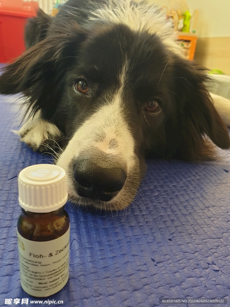边境牧羊犬