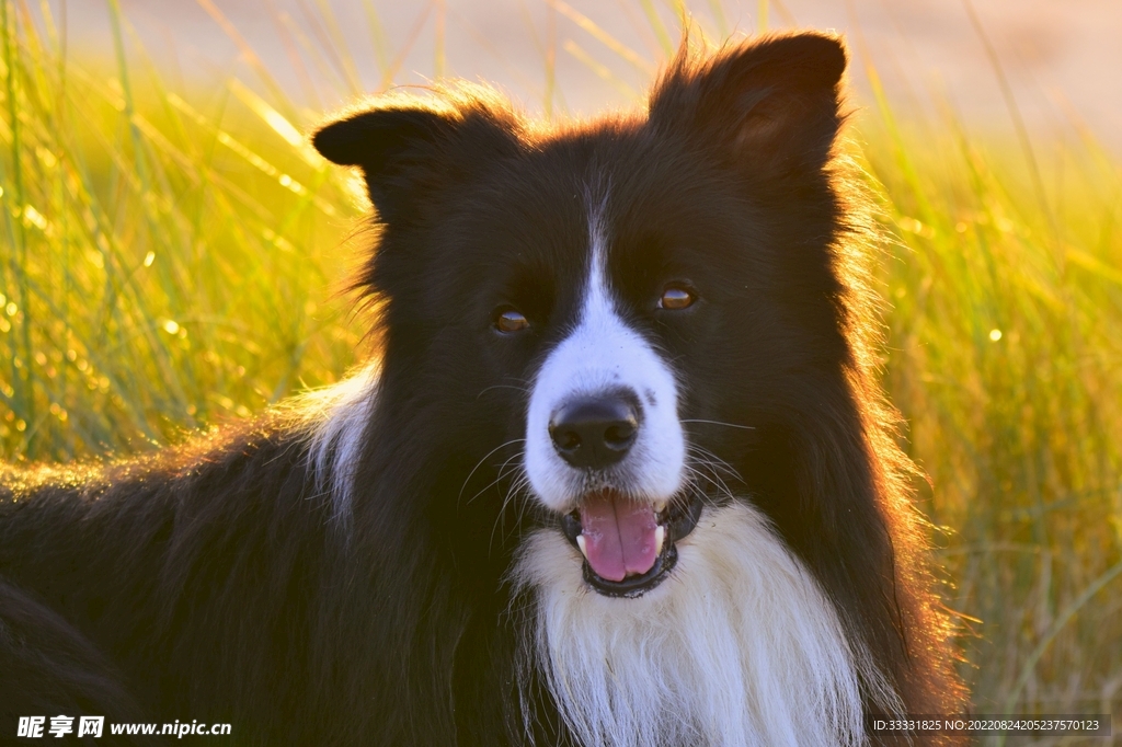 边境牧羊犬