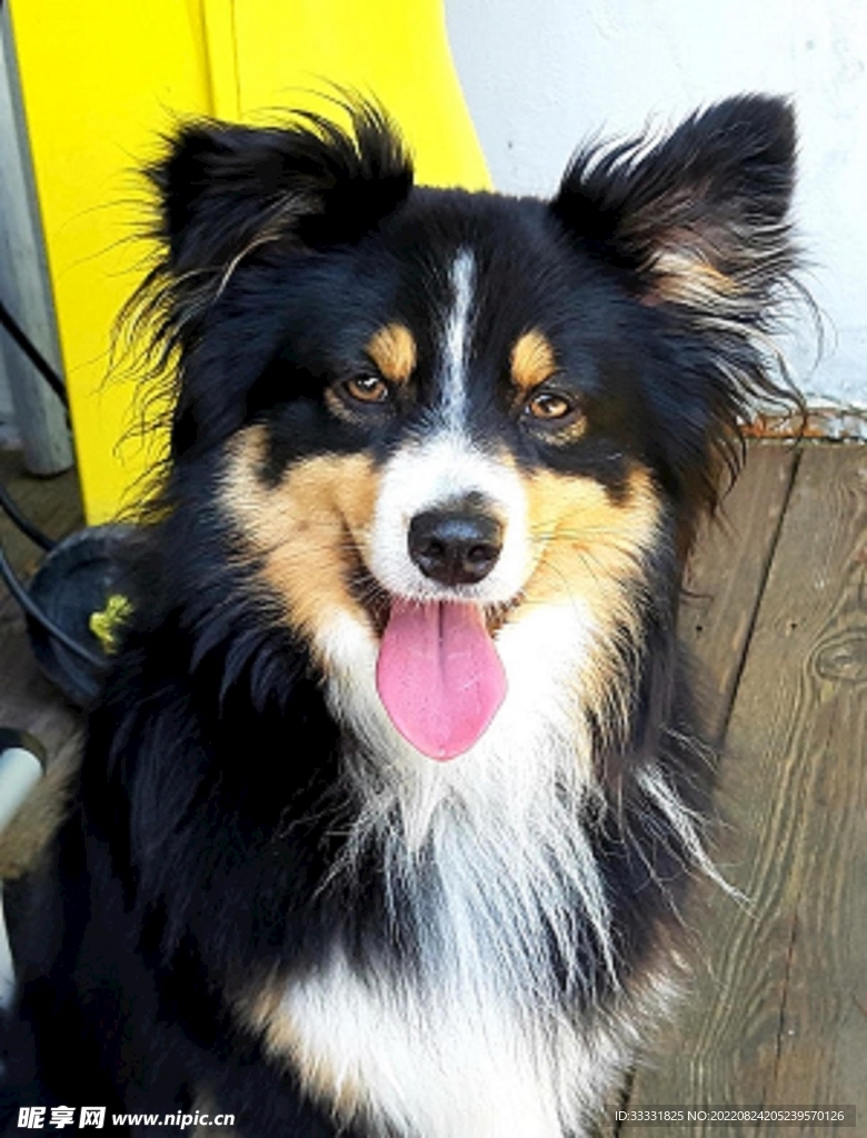 边境牧羊犬