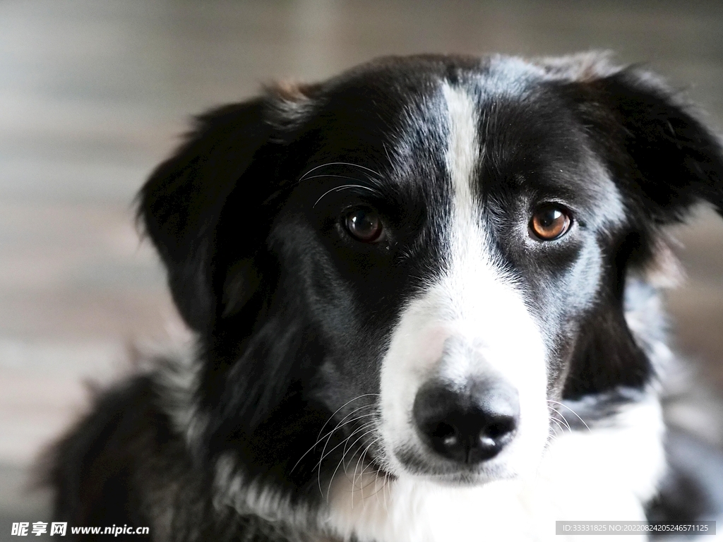 边境牧羊犬