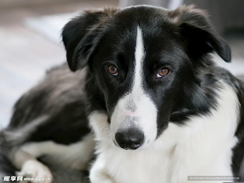 边境牧羊犬